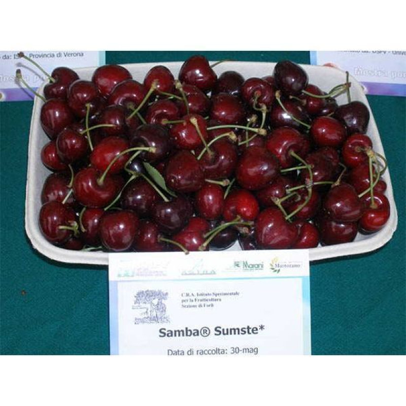 Саджанець черешні Самба — середньопізній, десертний, урожайний сорт