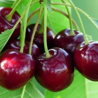 Саджанець черешні Самба — середньопізній, десертний, урожайний сорт