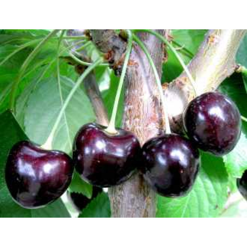 Саджанець черешні Мелітопольська чорна — середньопізній, урожайний, стійкий сорт