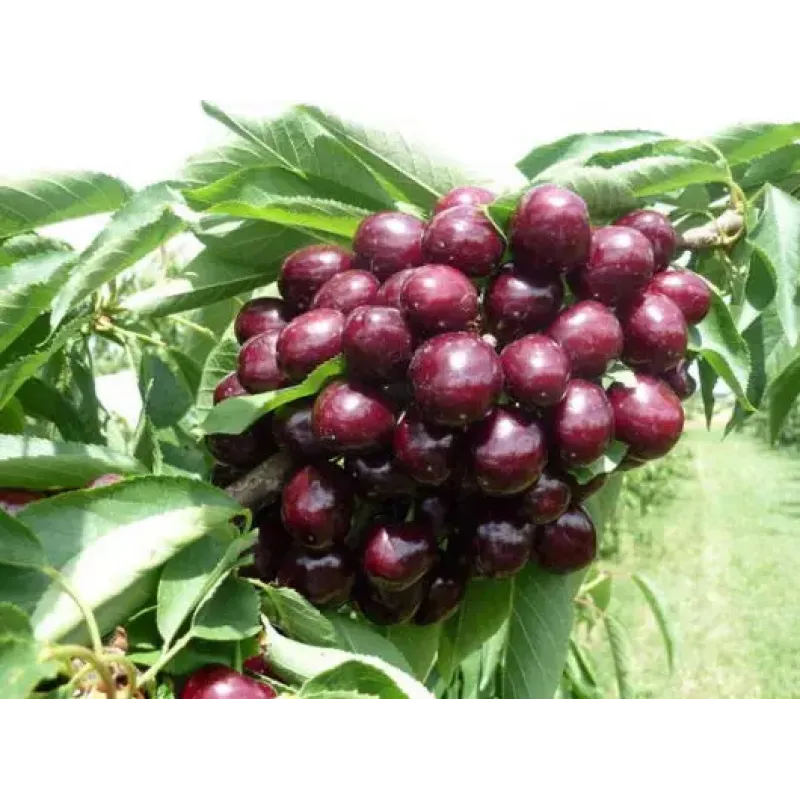 Саджанець черешні Мелітопольська чорна — середньопізній, урожайний, стійкий сорт