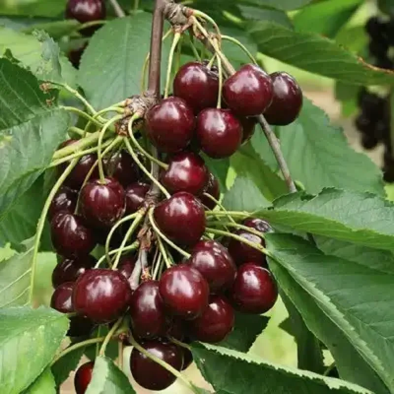 Саджанець черешні Волове серце — великоплідна, соковита, десертна