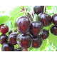 Саджанець черешні Волове серце — великоплідна, соковита, десертна