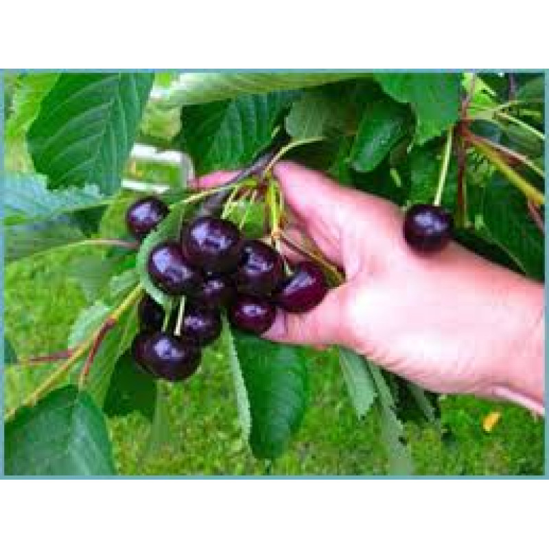 Саджанець черешні Волове серце — великоплідна, соковита, десертна