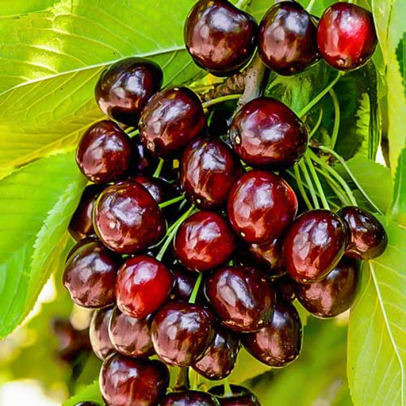 Саджанець черешні Прощальна — пізній, великоплідний, морозостійкий сорт