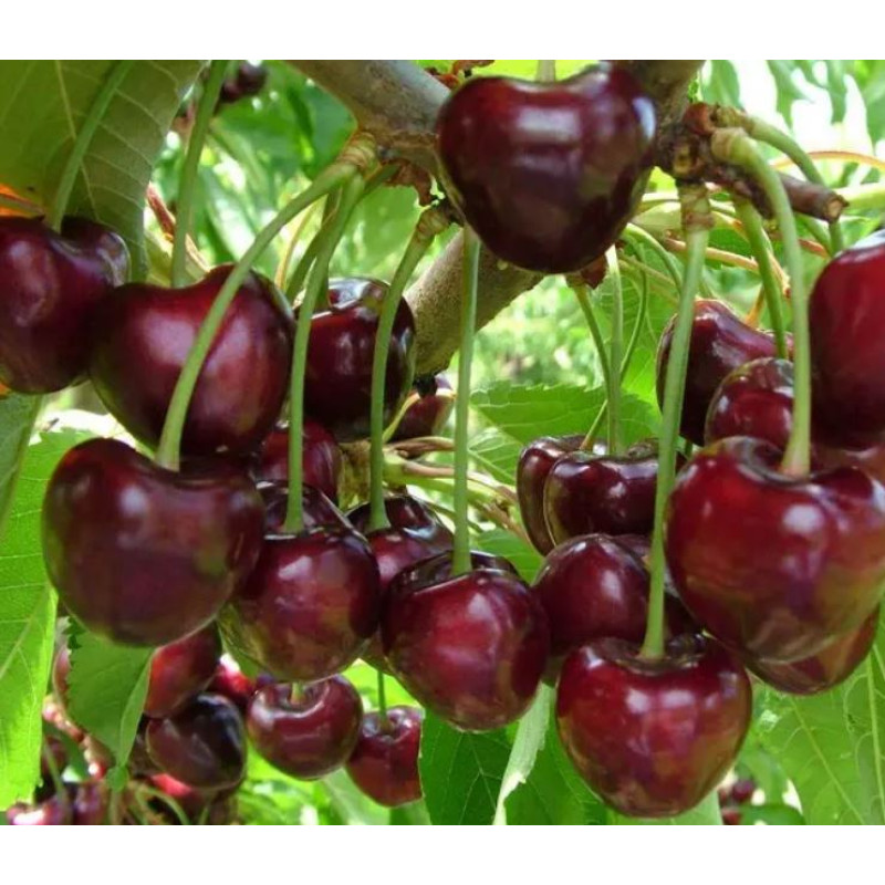 Саджанець черешні Прощальна — пізній, великоплідний, морозостійкий сорт