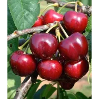 Саджанець черешні Тамара — надвеликоплідна, солодка, пізня