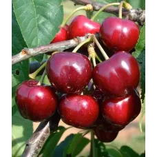 Саджанець черешні Тамара — надвеликоплідна, солодка, пізня