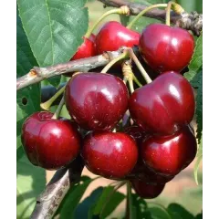 Саджанець черешні Тамара — надвеликоплідна, солодка, пізня