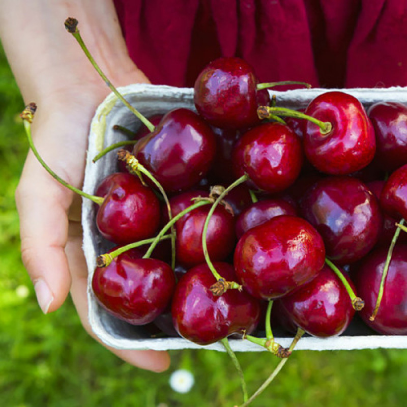 Саджанець черешні Тамара — надвеликоплідна, солодка, пізня