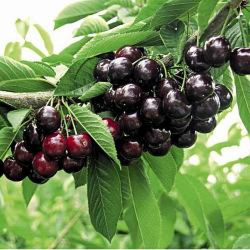 Саджанець черешні Тамара — надвеликоплідна, солодка, пізня