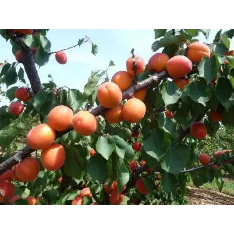 Саджанець абрикоса Приція — ранній, солодкий, десертний сорт