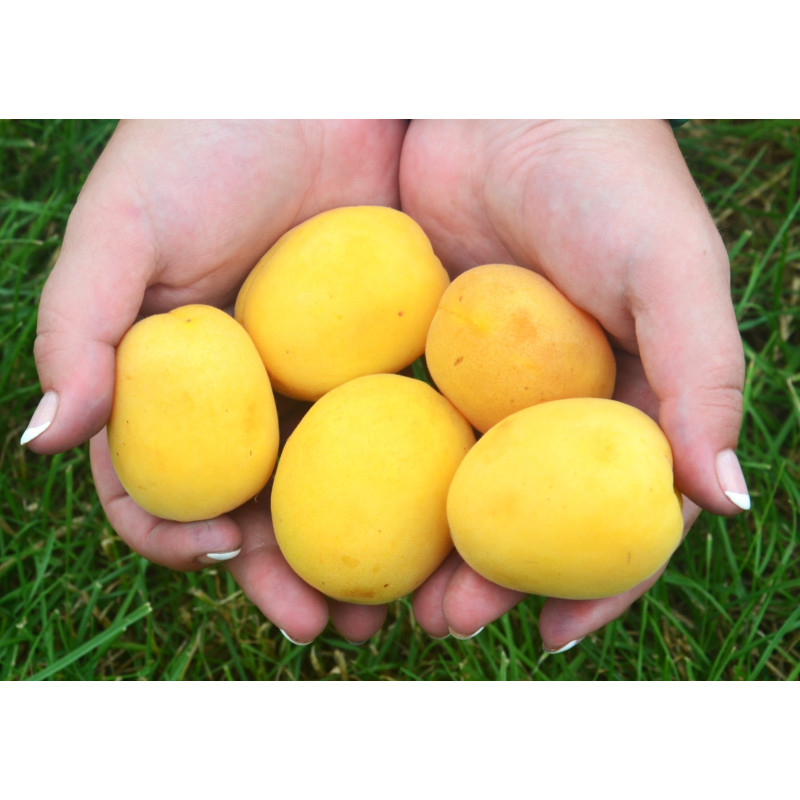 Саджанець абрикоса Ананасний — пізній, великоплідний, ароматний сорт