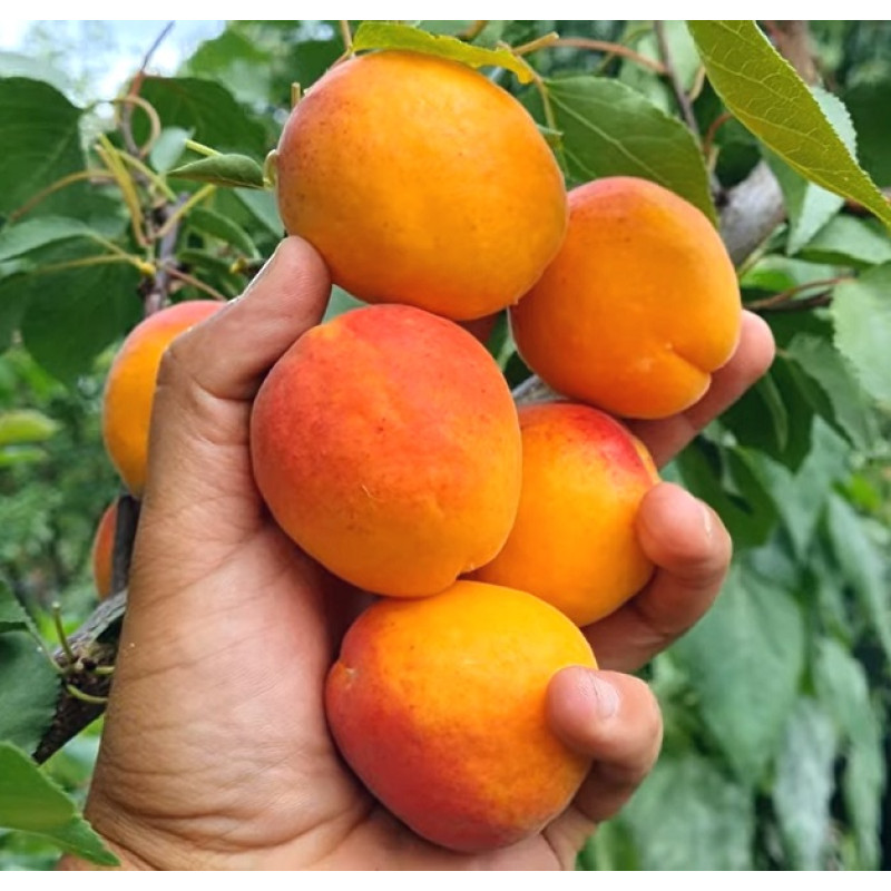 Саджанець абрикоса Фербелі — середньоранній, великоплідний, десертний сорт