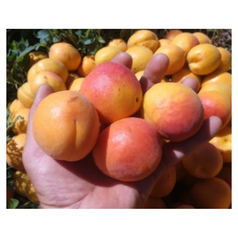 Саджанець абрикоса Цунамі — ранній, солодкий, урожайний сорт