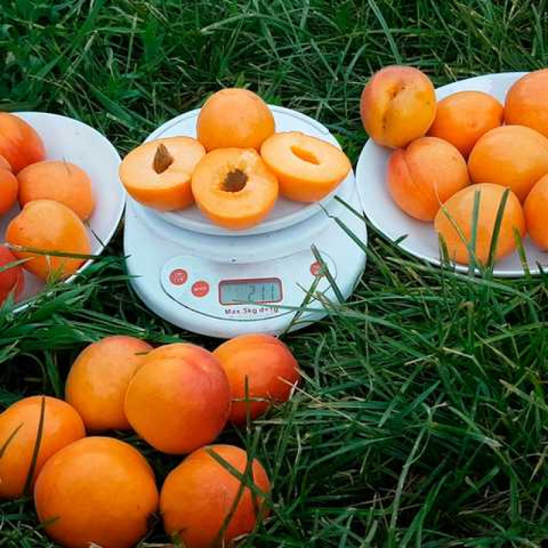 Саджанець абрикоса Цунамі — ранній, солодкий, урожайний сорт