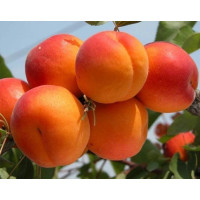 Саджанець абрикоса Цунамі — ранній, солодкий, урожайний сорт