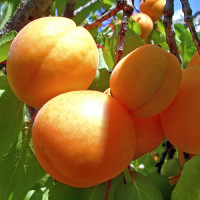 Саджанець абрикоса Ананасний — пізній, великоплідний, ароматний сорт
