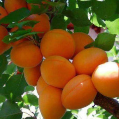 Саджанець абрикоса Хаганта — середньоранній, великоплідний, десертний сорт