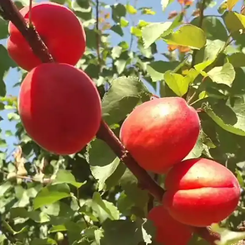 Саджанець абрикоса Фербелі — середньоранній, великоплідний, десертний сорт