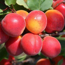 Саджанець абрикоса Приція — ранній, солодкий, десертний сорт