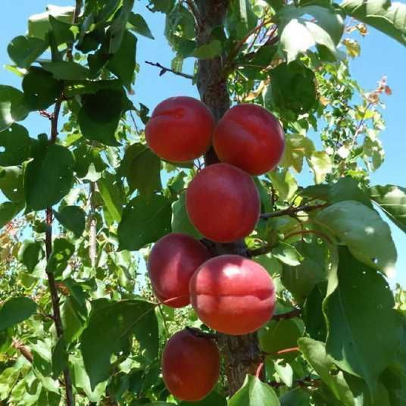Саджанець абрикоса Рубіста — пізній, великоплідний, ароматний сорт
