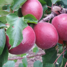 Саджанець абрикоса Рубіста — пізній, великоплідний, ароматний сорт