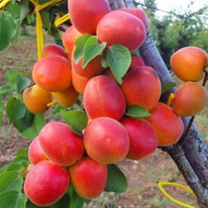 Саджанець абрикоса Фербелі — середньоранній, великоплідний, десертний сорт