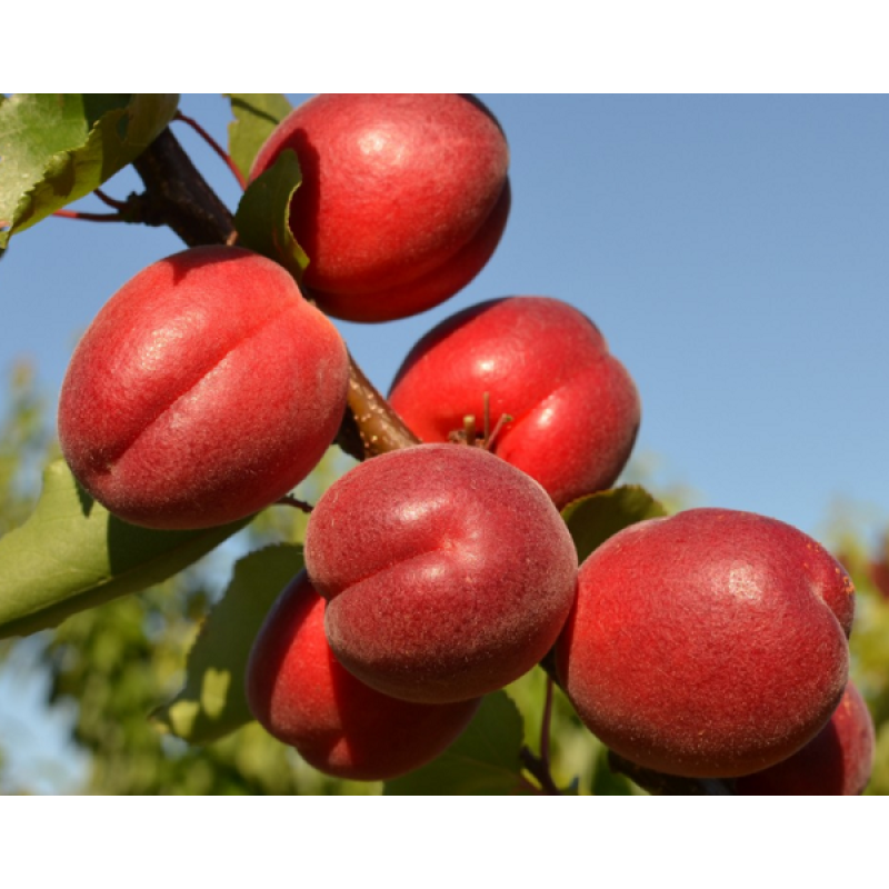 Саджанець абрикоса Рубіста — пізній, великоплідний, ароматний сорт