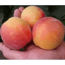 Саджанець абрикоса Цегледі Бібер — ранній, соковитий, ароматний сорт