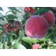 Саджанець персика Рубі Принц — середньоранній, десертний, великоплідний сорт