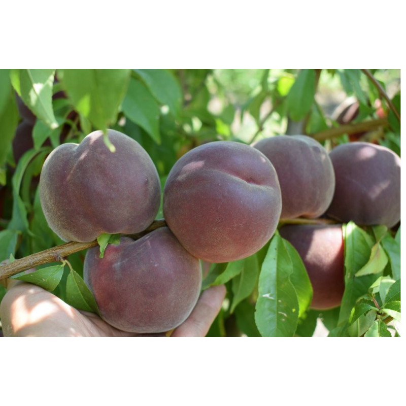 Саджанець персика Рубі Принц — середньоранній, десертний, великоплідний сорт