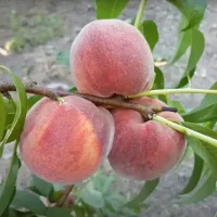 Саджанець персика Рубі Принц — середньоранній, десертний, великоплідний сорт
