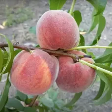 Саджанець персика Рубі Принц — середньоранній, десертний, великоплідний сорт