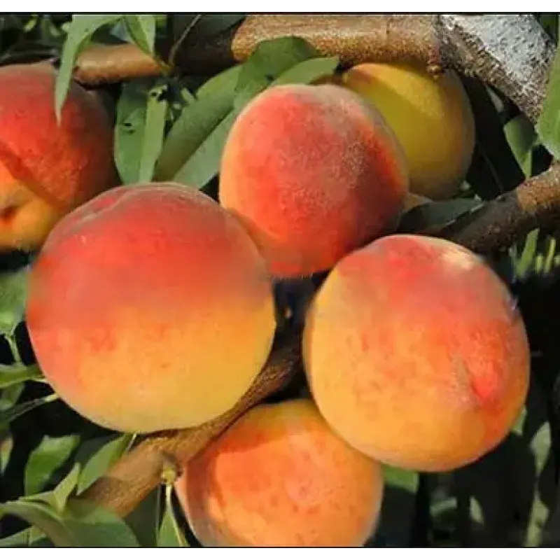 Саджанець персика Вайн Голд — ранній, соковитий, десертний сорт
