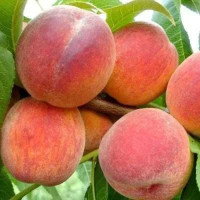 Саджанець персика Вайн Голд — ранній, соковитий, десертний сорт