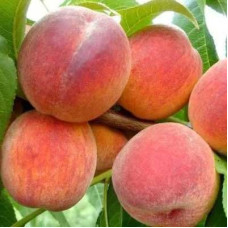 Саджанець персика Вайн Голд — ранній, соковитий, десертний сорт