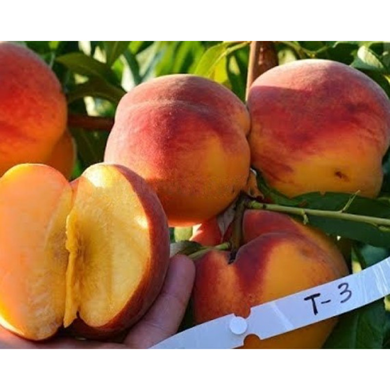 Саджанець персика Вайн Голд — ранній, соковитий, десертний сорт