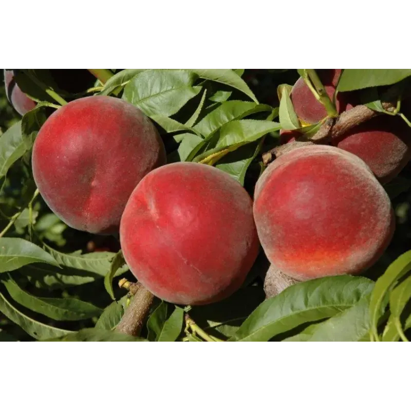 Саджанець персика Роял Лі — середньопізній, великоплідний, десертний сорт