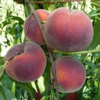 Саджанець персика Роял Лі — середньопізній, великоплідний, десертний сорт