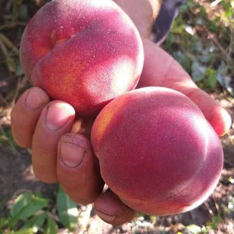 Саджанець персика Роял Лі — середньопізній, великоплідний, десертний сорт