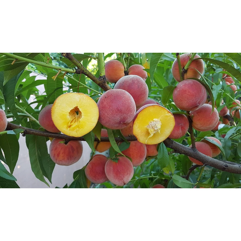 Саджанець персика Кондор — середньопізній, великоплідний, десертний сорт