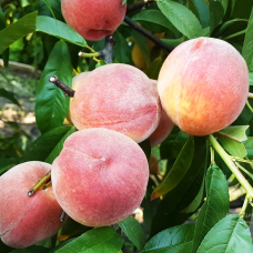 Саджанець персика Кондор — середньопізній, великоплідний, десертний сорт