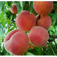 Саджанець персика Флемінг Фюрі — ранній, соковитий, десертний сорт