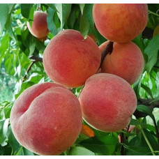 Саджанець персика Флемінг Фюрі — ранній, соковитий, десертний сорт