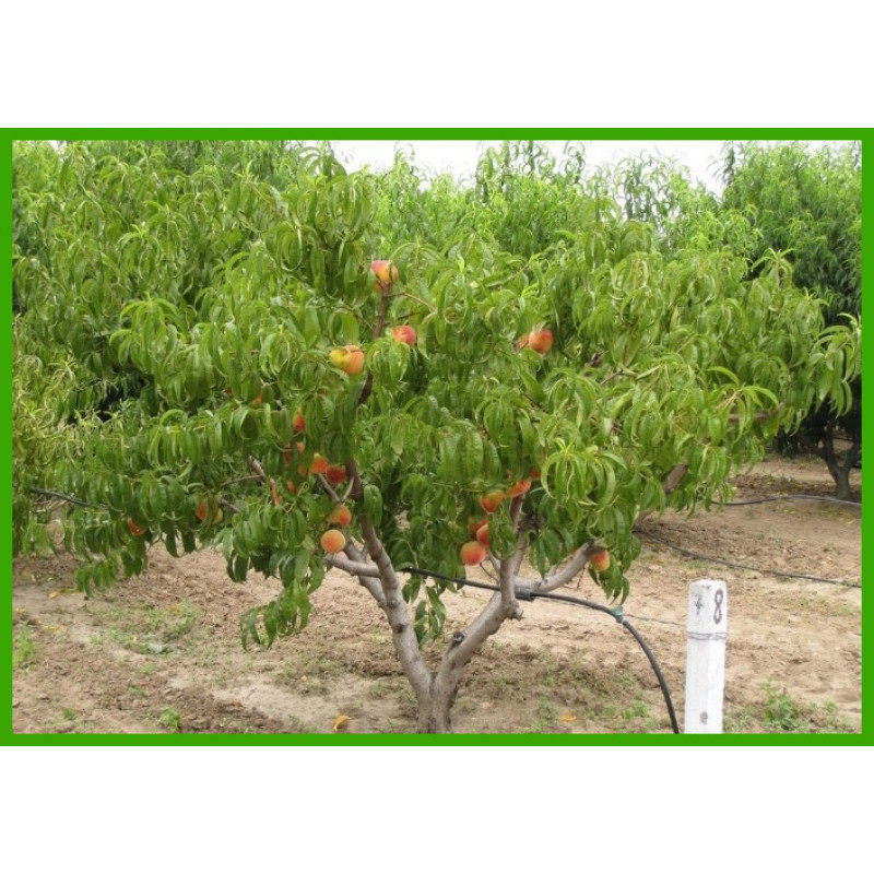 Саджанець персика Редхевен — середньоранній, десертний, великоплідний сорт