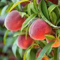 Саджанець персика Редхевен — середньоранній, десертний, великоплідний сорт