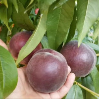 Саджанець персика Роял Маджестик— середньопізній, десертний, великоплідний сорт