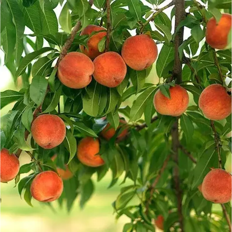 Саджанець персика Вулкан — ранній, соковитий, десертний сорт