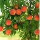Саджанець персика Вулкан — ранній, соковитий, десертний сорт
