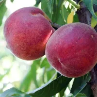 Саджанець персика Роял Джим — середньоранній, великоплідний, десертний сорт